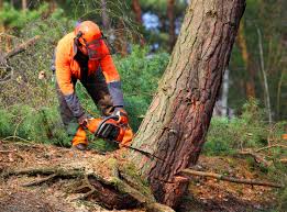 Best Arborist Consultation Services  in Hazleton, PA