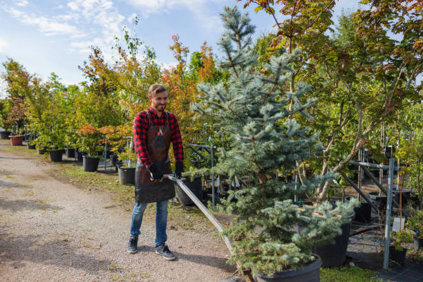 Tree and Shrub Care in Hazleton, PA